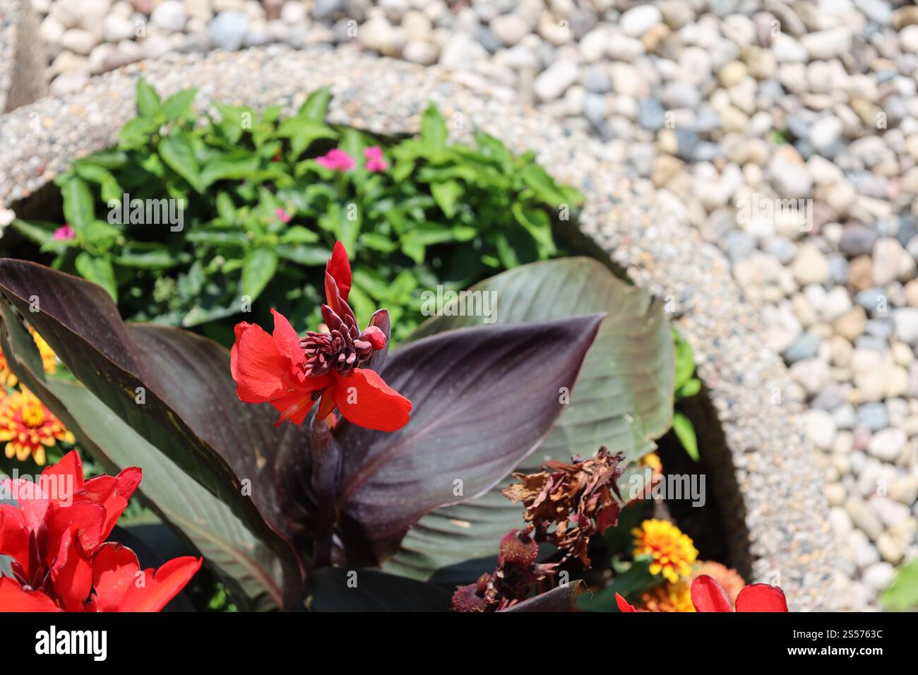 grande fleur rouge éclatant au-dessus des feuilles violettes dans une jardinière en béton Banque D'Images