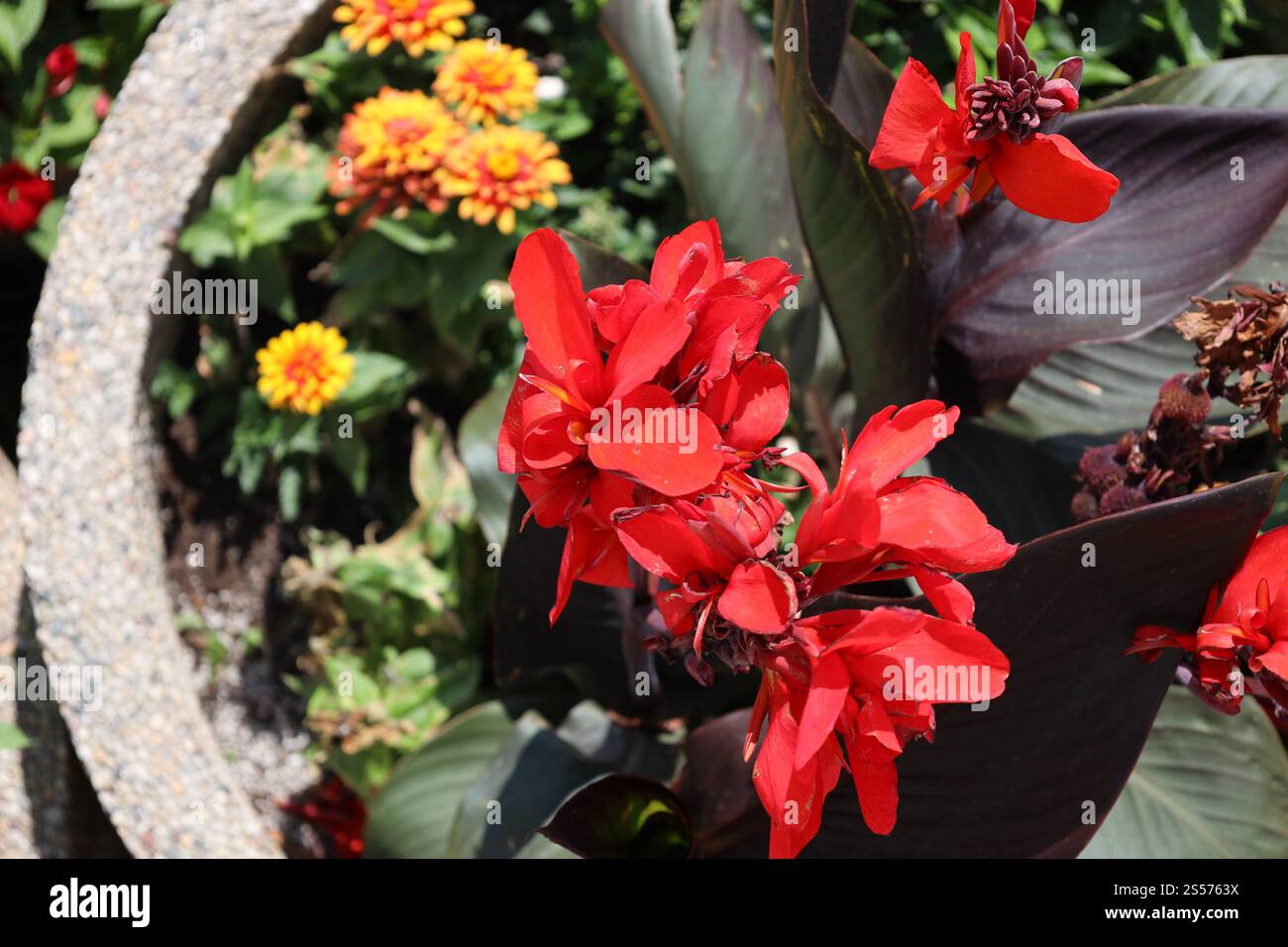 bouquet de grandes fleurs rouges et feuilles violettes bourgogne dans une jardinière en béton Banque D'Images