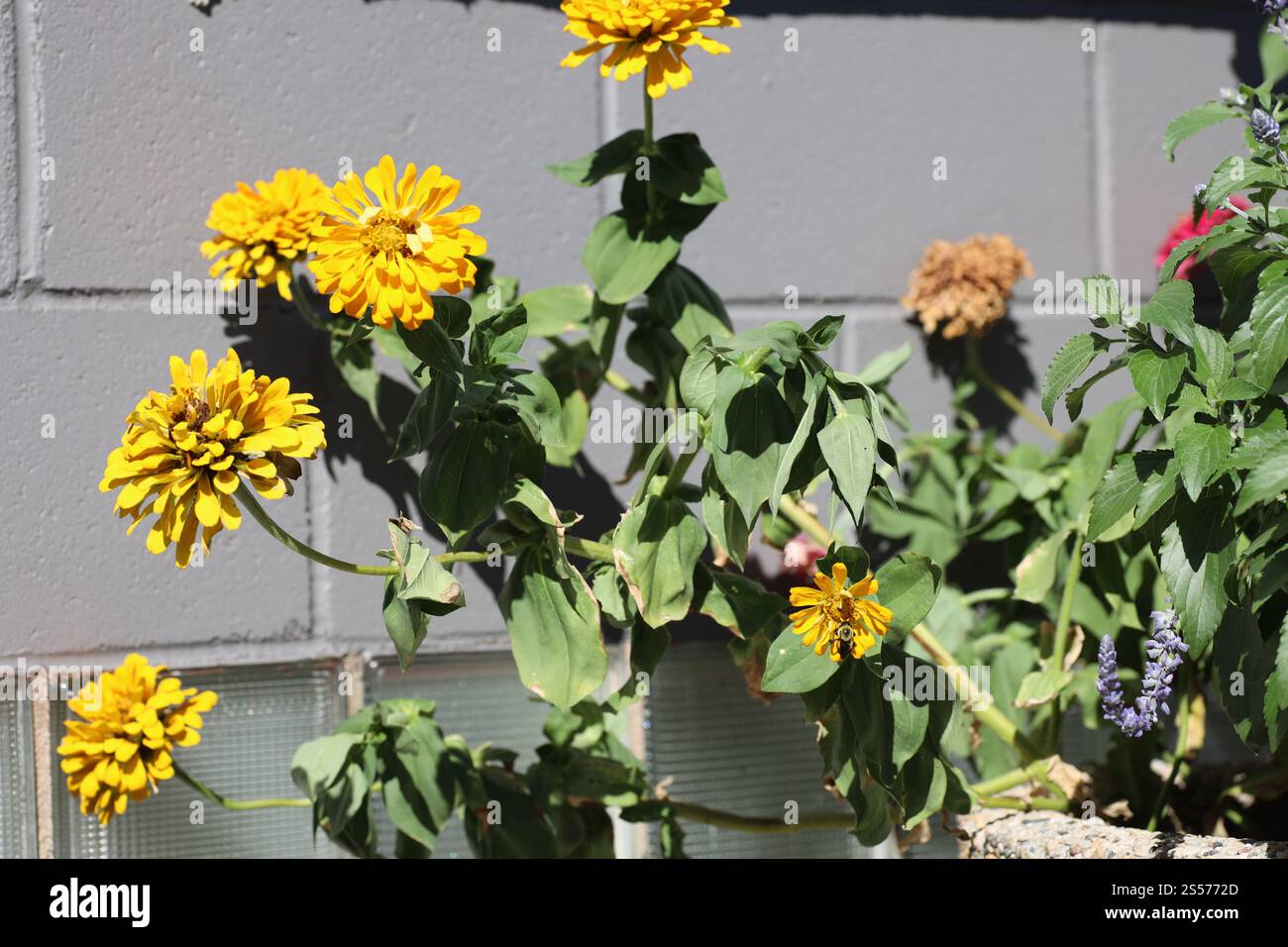 bouquet de fleurs jaune vif contre mur de bloc de béton Banque D'Images
