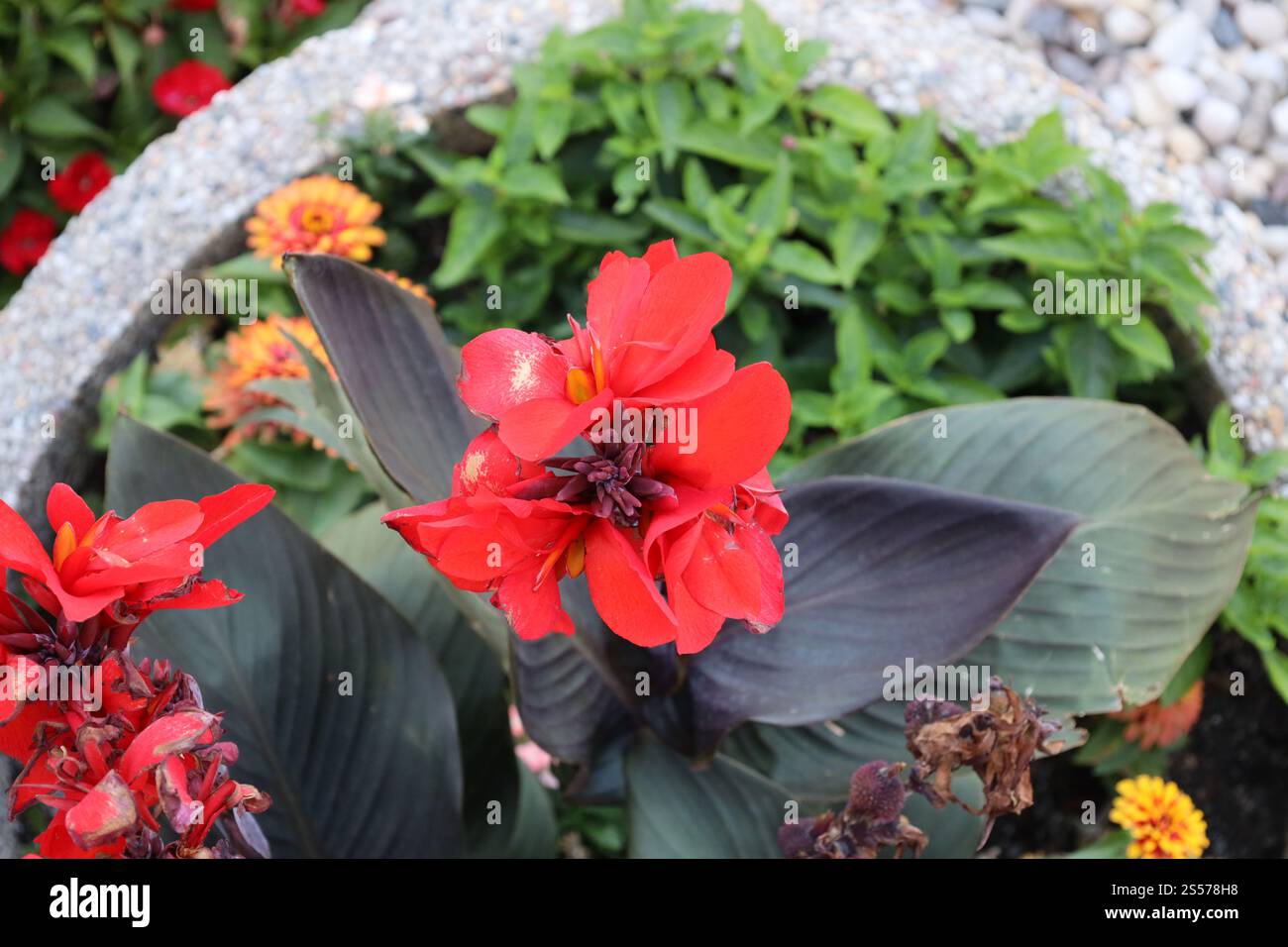 gros plan grande fleur rouge contre des feuilles violettes vues d'en haut Banque D'Images