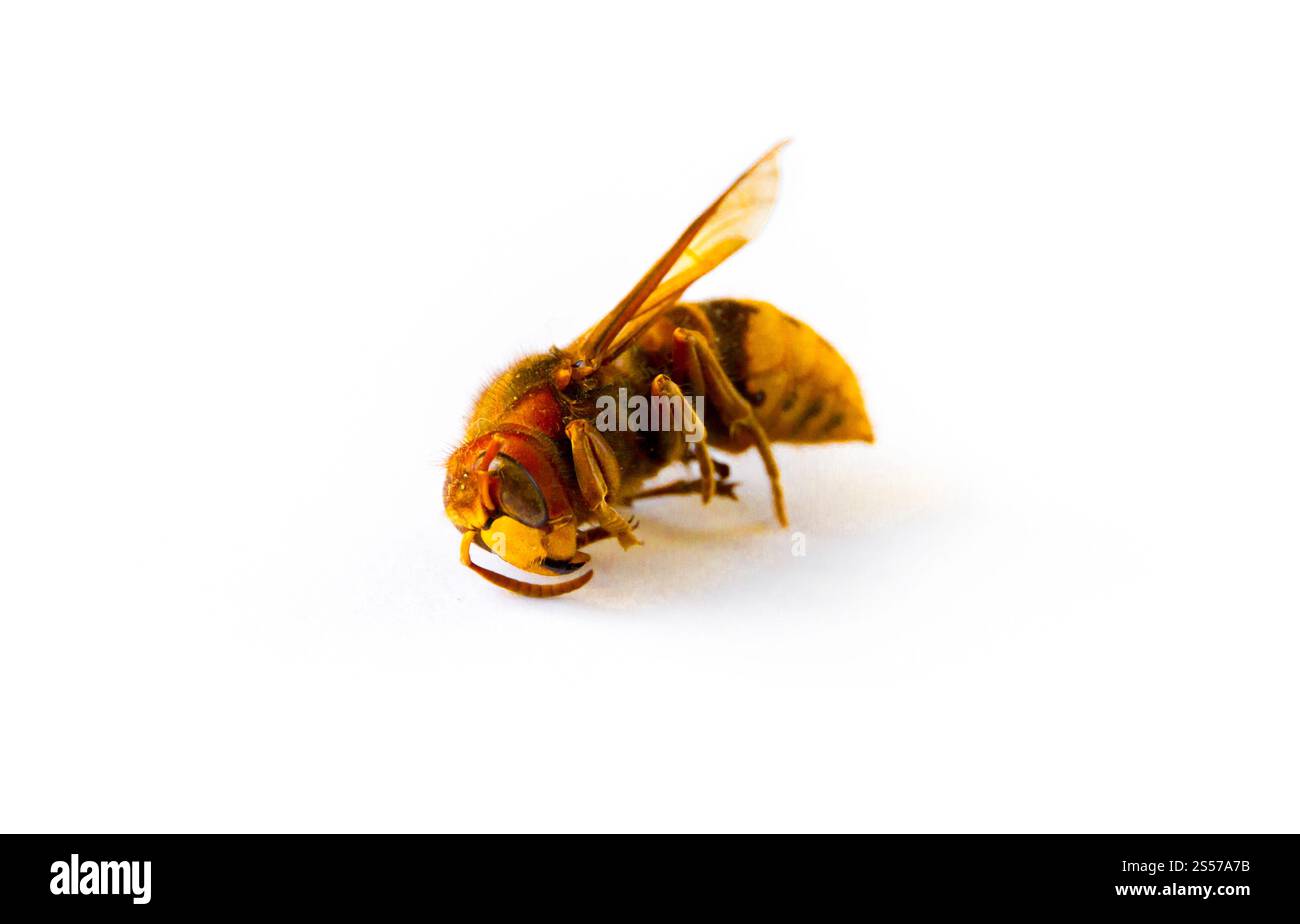 Frelon européen séché isolé sur fond blanc. Hornet isolé sur fond blanc Banque D'Images