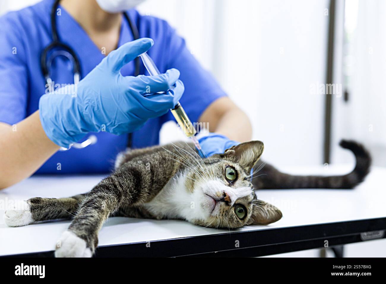 Chat sur le tableau d'examen de la clinique vétérinaire. Soins vétérinaires. Vétérinaire médecin et chat Banque D'Images
