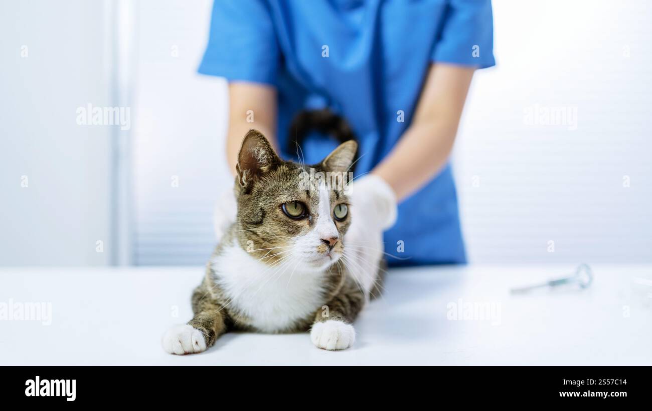 Chirurgien vétérinaire. Chat sur la table d'examen de la clinique vétérinaire. Soins vétérinaires. Vétérinaire médecin et chat. Banque D'Images
