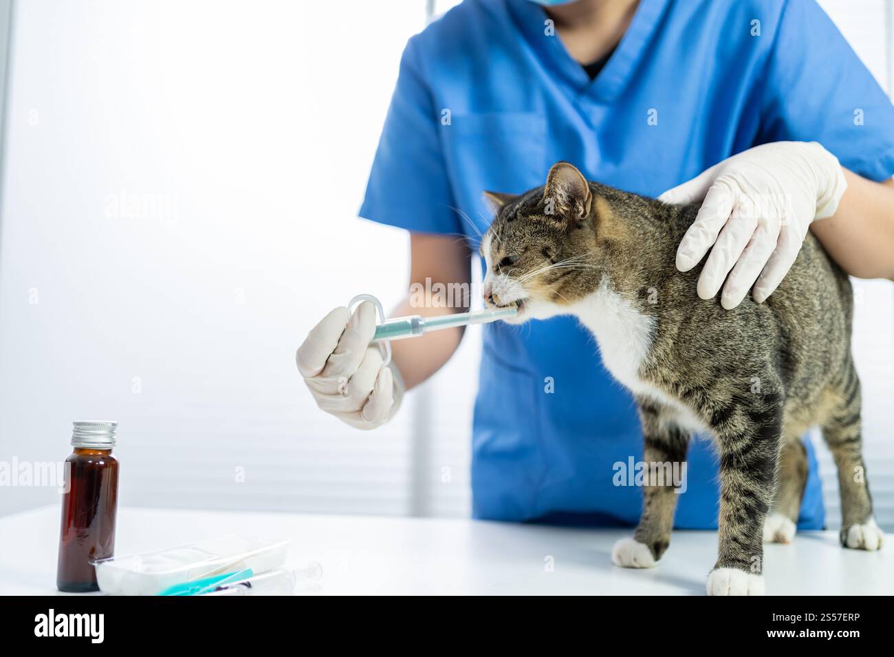 Chirurgien vétérinaire. Chat sur la table d'examen de la clinique vétérinaire. Soins vétérinaires. Vétérinaire médecin et chat. Banque D'Images