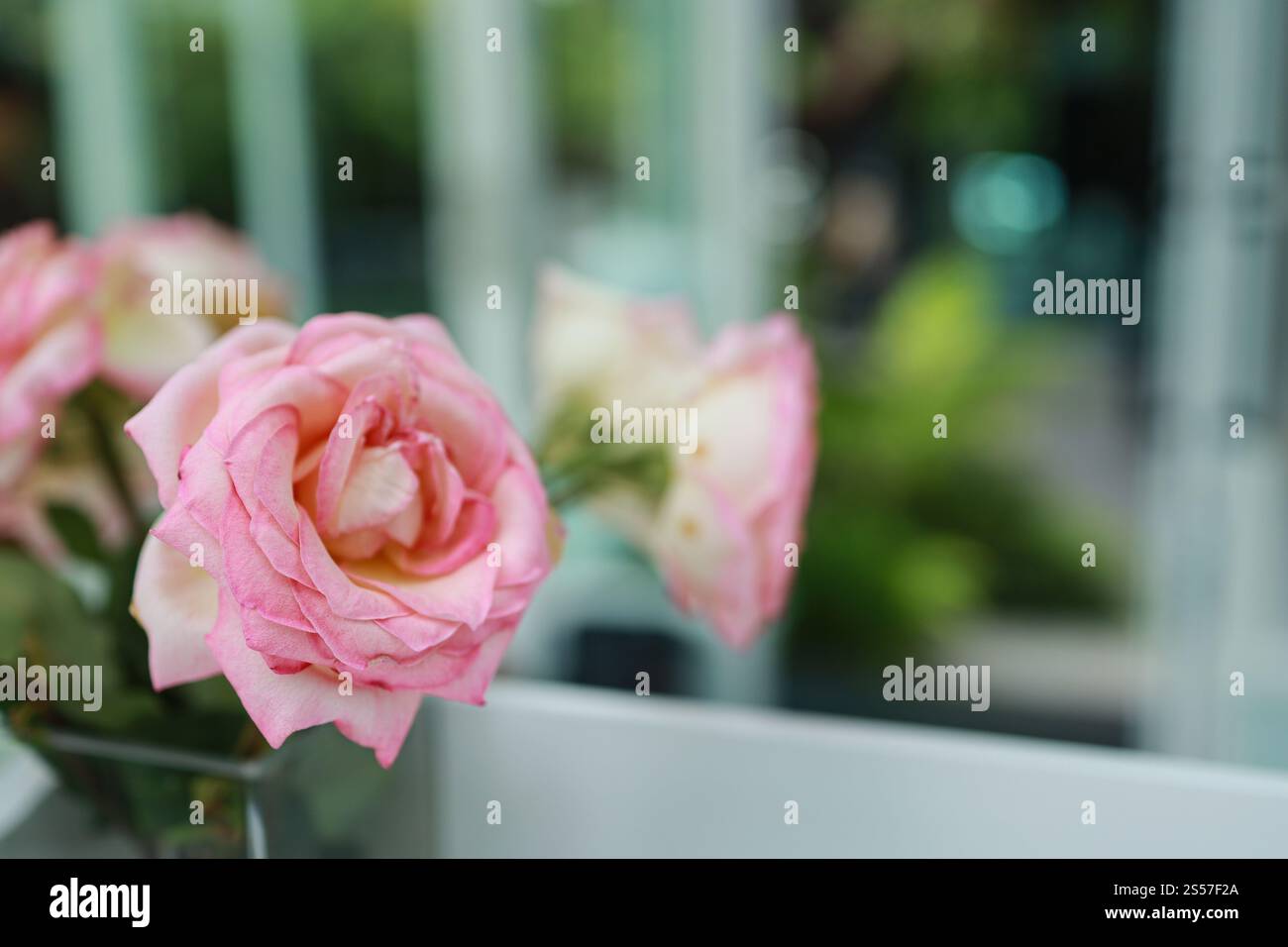 Fleur de roses roses naturelles dans le vase se tient sur la table dans un café pour l'arrière-plan. Banque D'Images