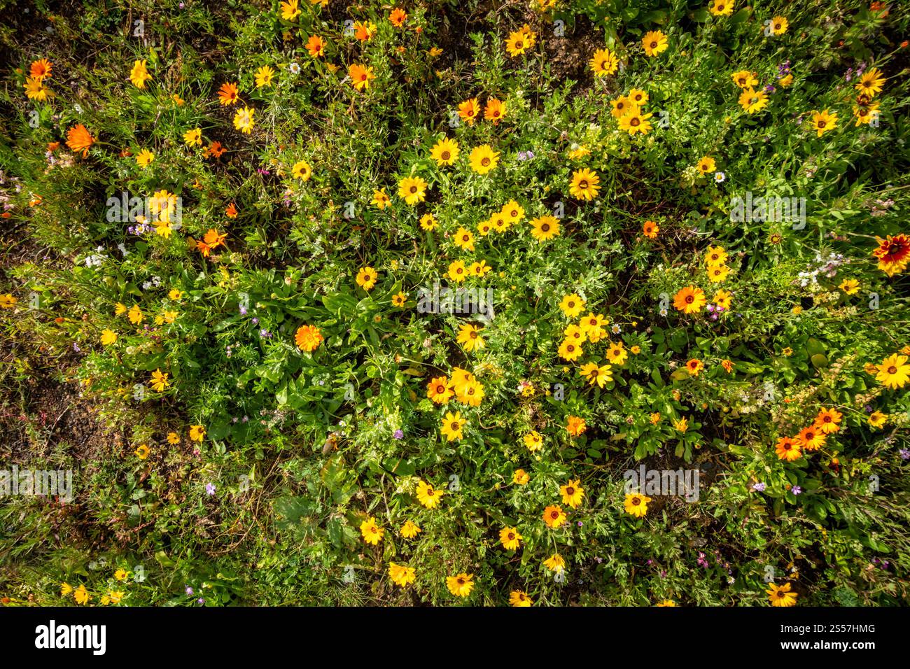 Fleurs jaunes de souci du soleil dans un jardin. Vue de dessus. Fleurs jaunes de souci du soleil dans un jardin Banque D'Images
