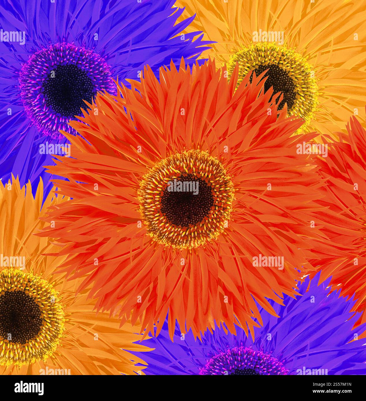 collage avec fond de fleurs colorées. collage avec des fleurs colorées Banque D'Images