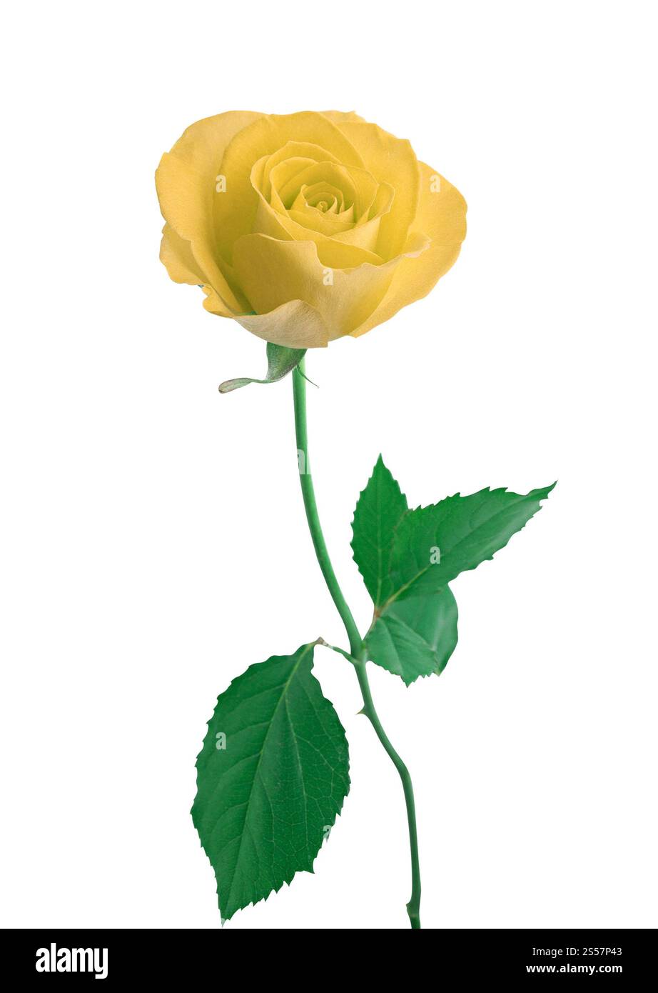 Une seule rose blanche isolée sur fond blanc. Rose blanche unique isolée Banque D'Images