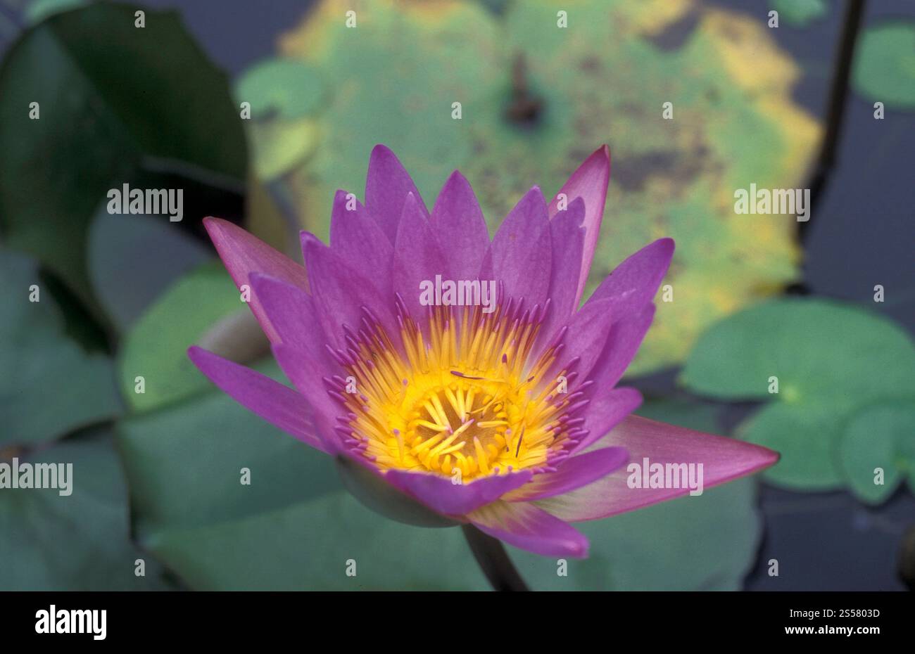 Un lotus fleurit dans un jardin de la ville de Kuala Lumpur en Malaisie. Malaisie, Kuala Lumpur, janvier 2003 Banque D'Images