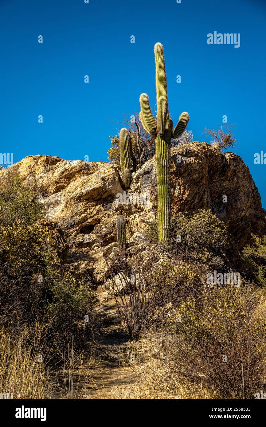 Découvrez la beauté des cactus de Saguaro dans le désert de Sonora du comté de Pima. Ce paysage pittoresque offre une escapade paisible pour les amoureux de la nature. Banque D'Images