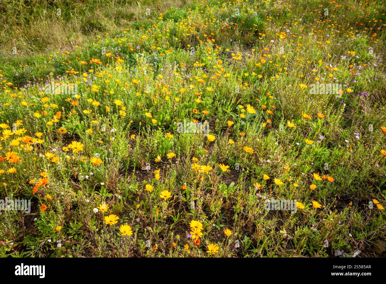 Fleurs jaunes de souci du soleil dans un jardin. Vue de dessus. Fleurs jaunes de souci du soleil dans un jardin Banque D'Images
