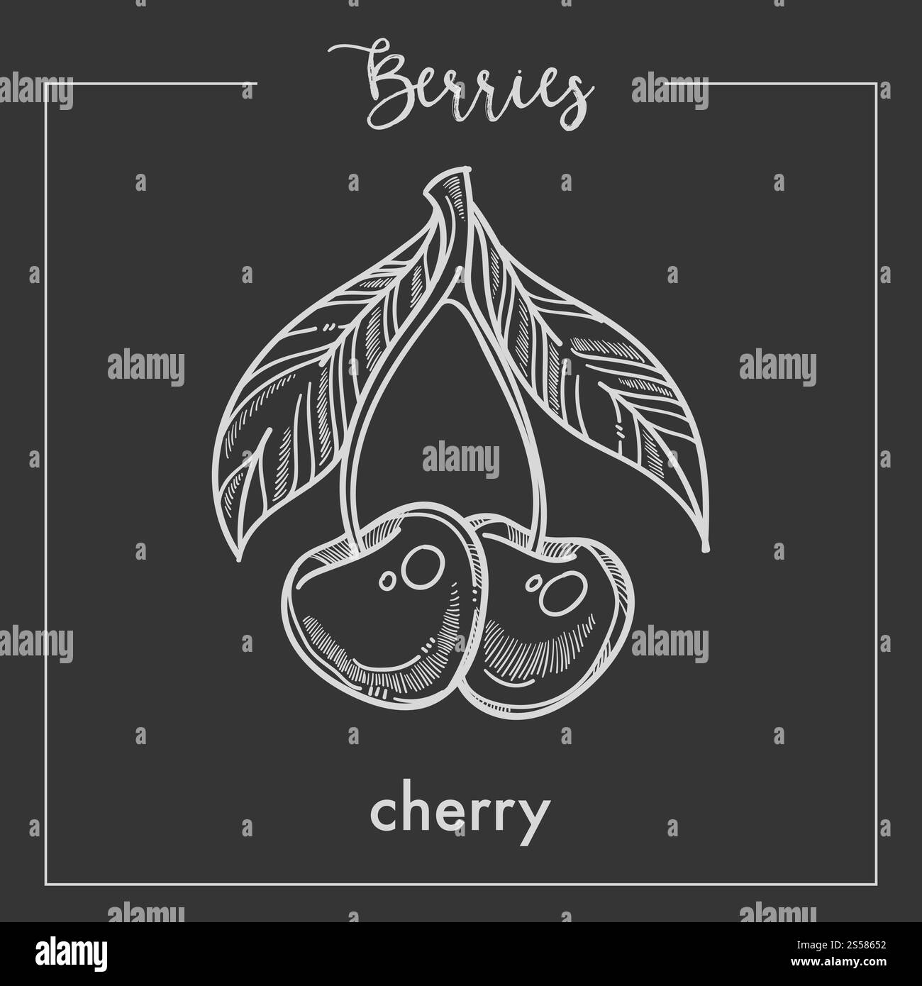 Cerises se marient avec des feuilles monochromes Berry sepia sketch. Délicieux produit juteux naturel de goût sucré. Fruit mûr cultivé sur arbre isolé illustration vectorielle plate de dessin animé. Cerises se marient avec des feuilles monochromes Berry sepia sketch. Illustration de Vecteur