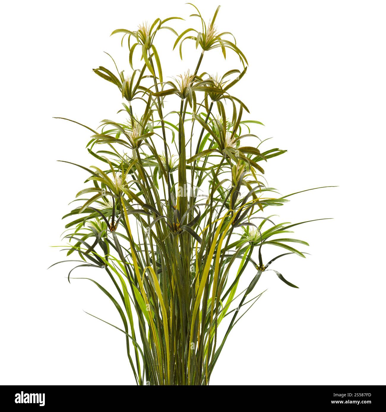 Plante verte isolée sur fond blanc Banque D'Images