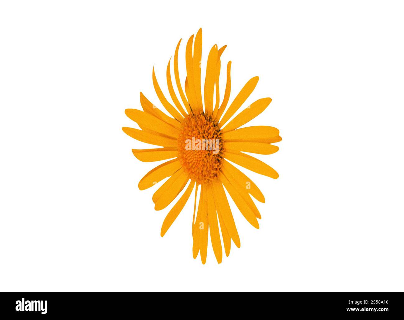 fleur avec feuilles isolées Banque D'Images
