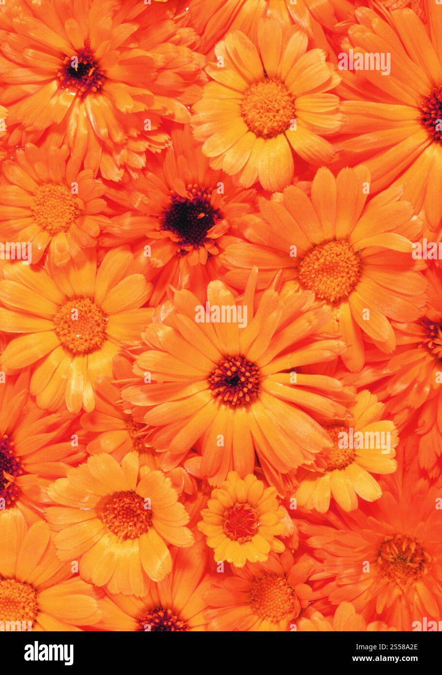 fleurs orange Banque D'Images fleurs orange Banque D'Images