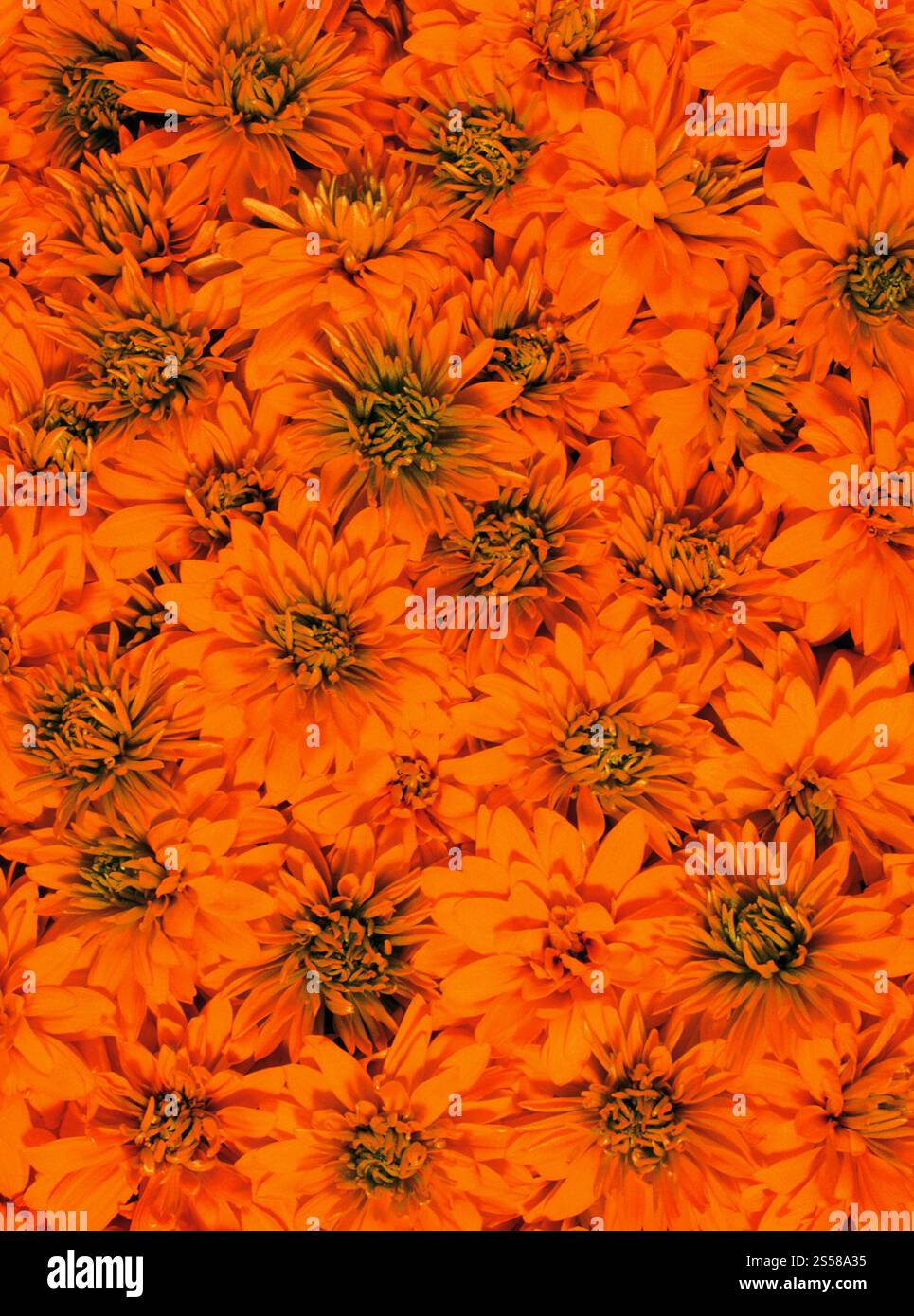 beaucoup de fleurs orangées Banque D'Images beaucoup de fleurs orangées Banque D'Images