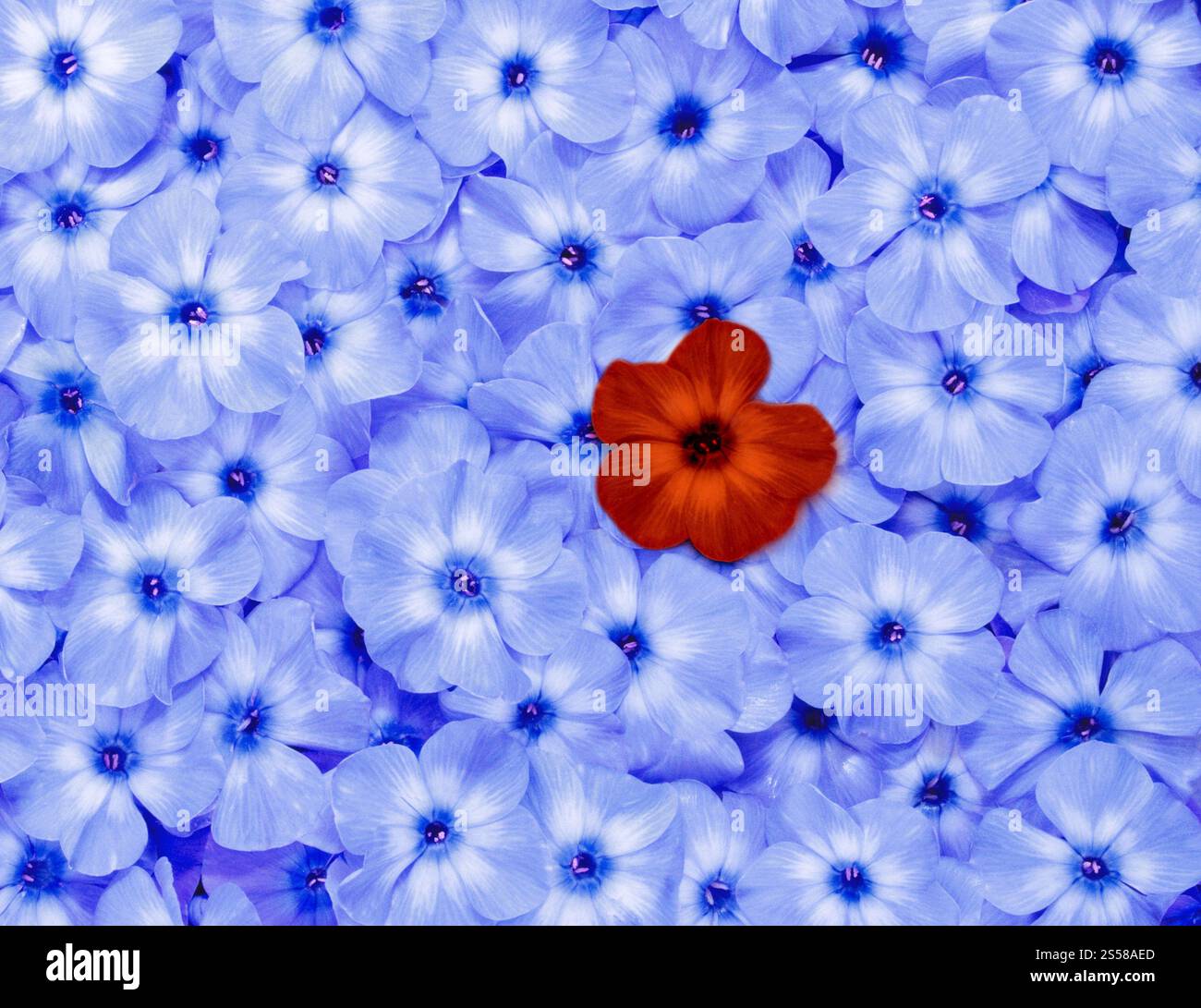 fleur gros plan - fond de fleur Banque D'Images