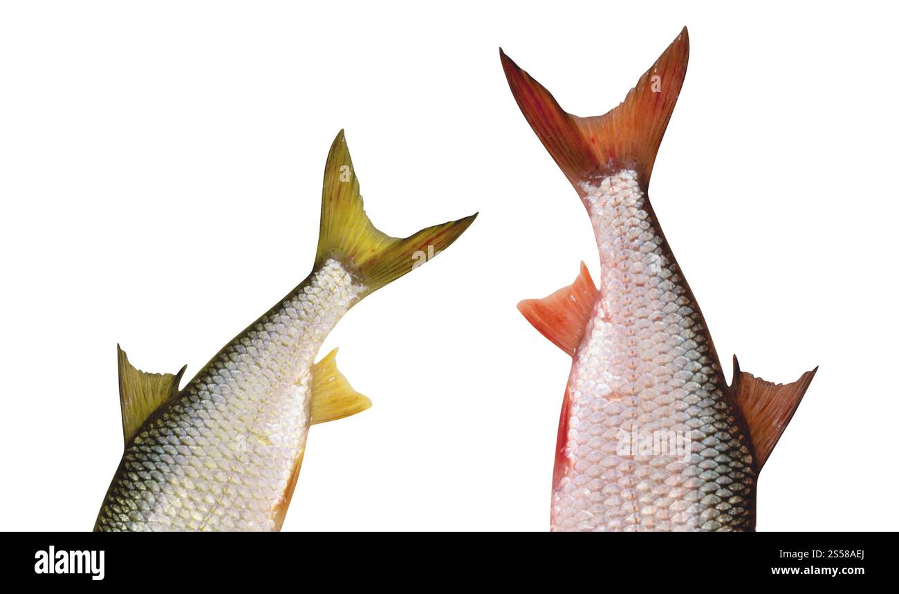 Nager avec un animal de compagnie Banque d'images détourées - Alamy