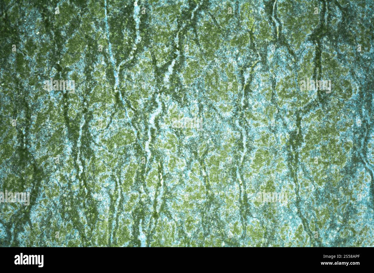 mur de roche vert Banque D'Images