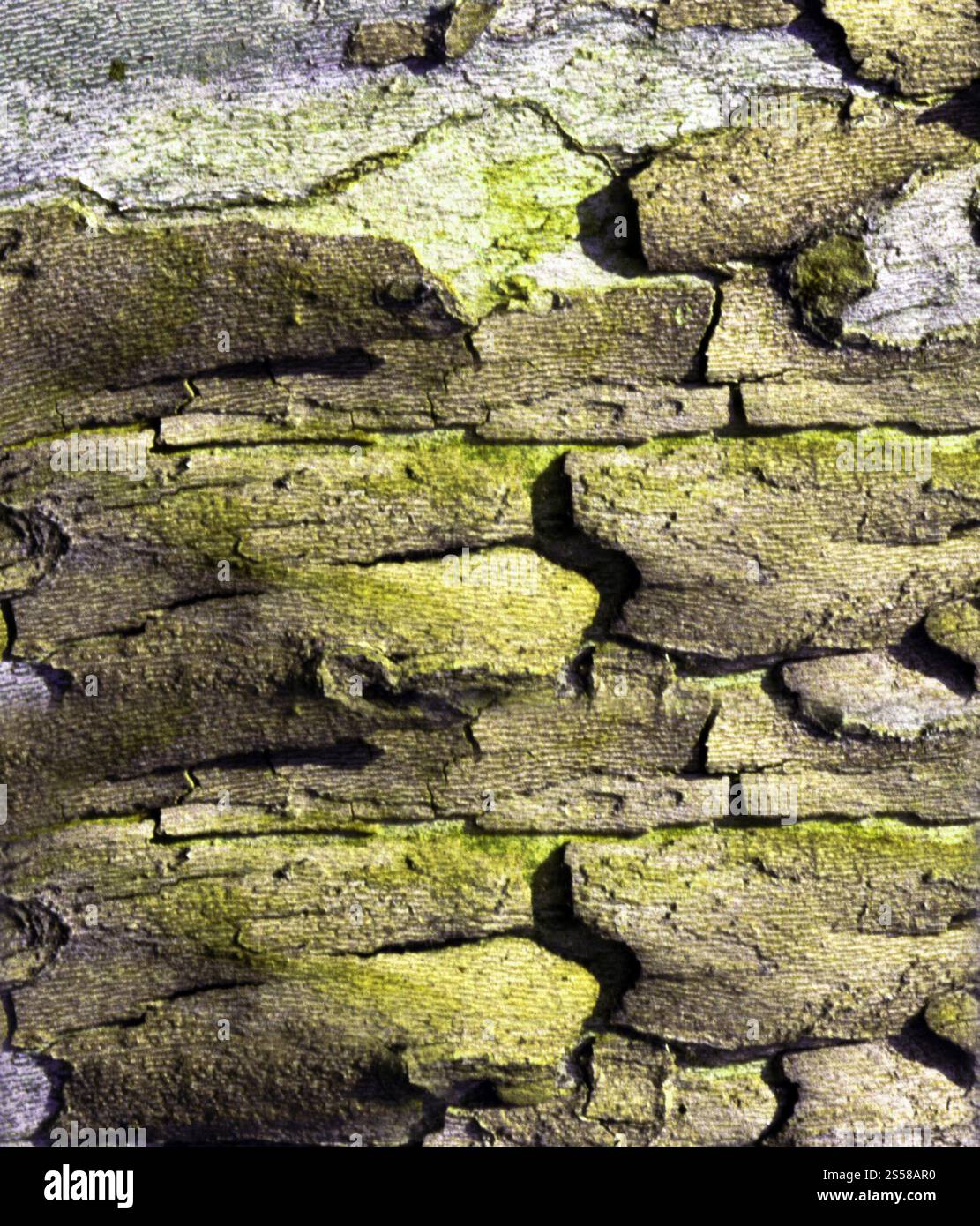 Écorce d'un vieil arbre Banque D'Images