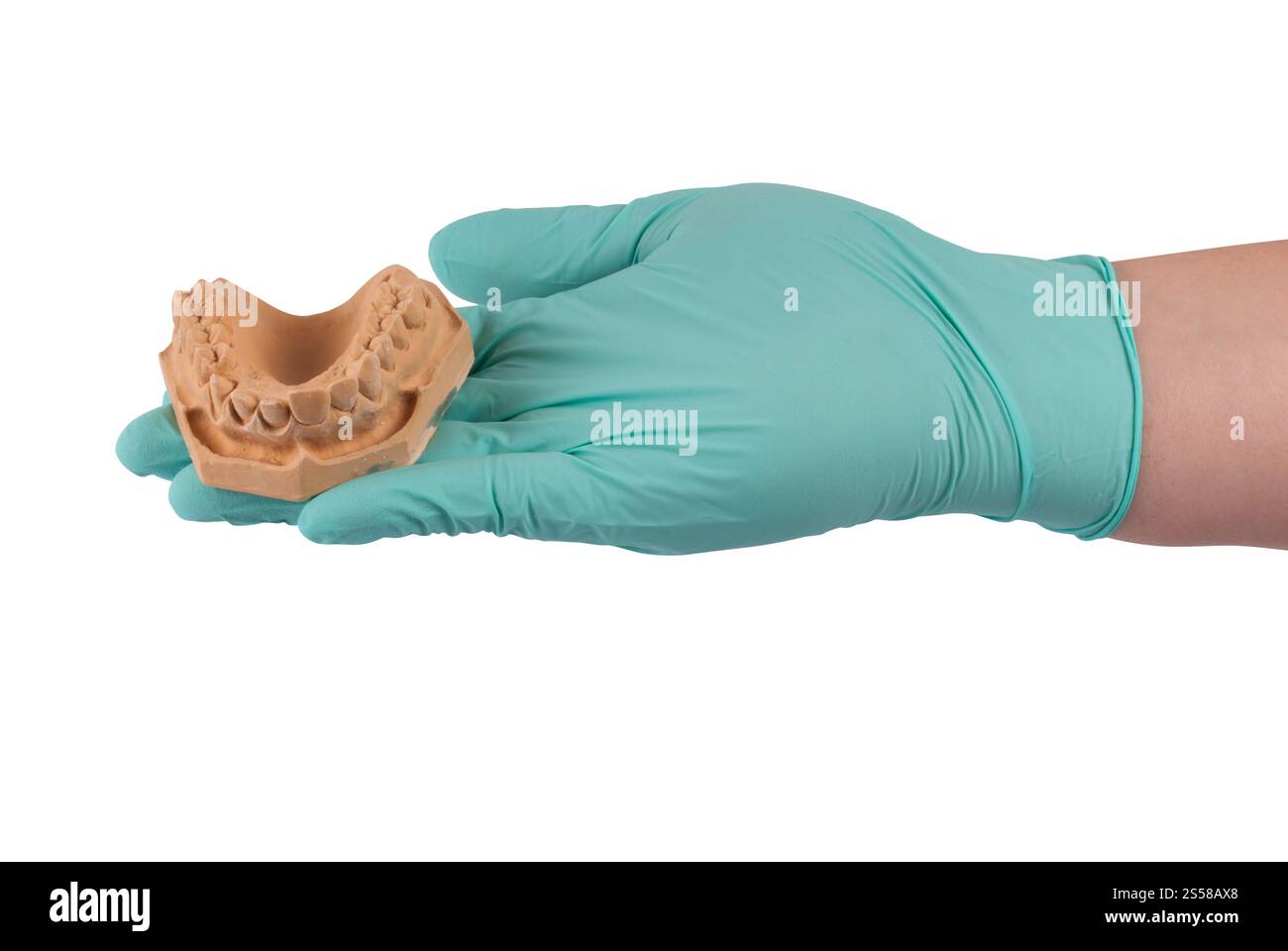 Main tenant le modèle de mâchoire en gypse Banque D'Images
