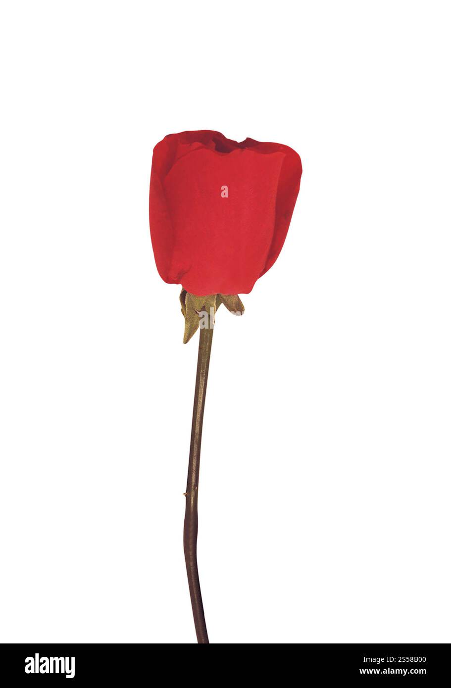 Rose rouge sur fond blanc Banque D'Images