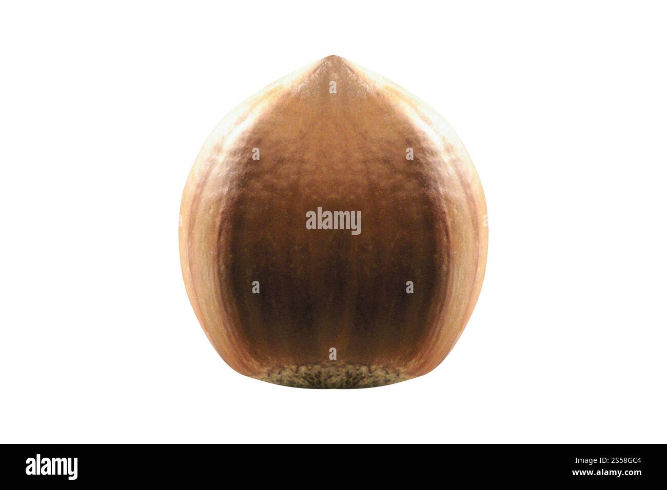 Noisette, isolé sur fond blanc Banque D'Images
