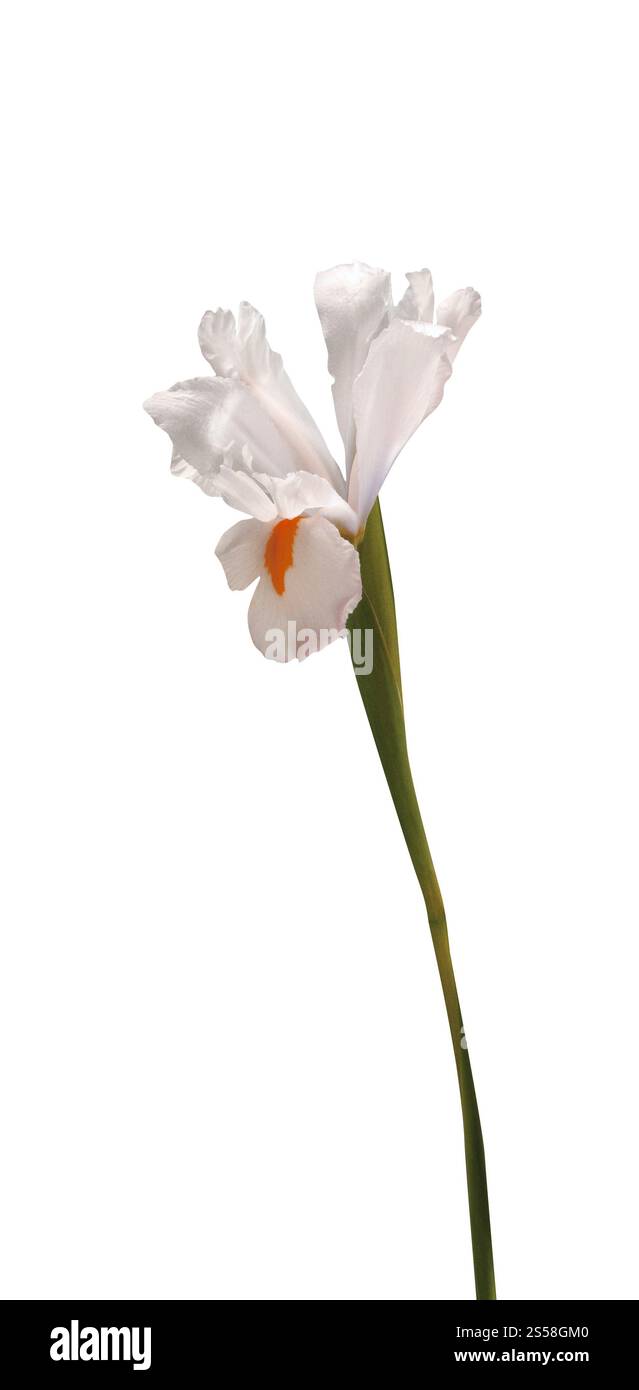 Fleur de printemps blanche isolée sur blanc Banque D'Images Fleur de printemps blanche isolée sur blanc Banque D'Images