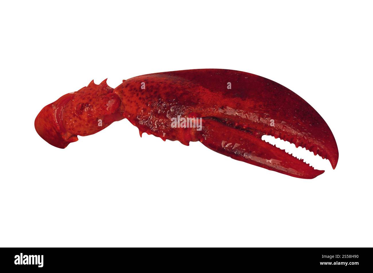 Griffe de homard isolée sur blanc Banque D'Images