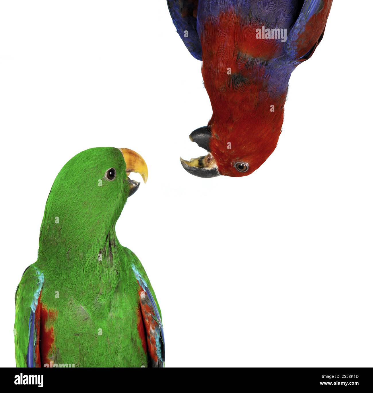 beaux perroquets d'aras bleus et jaunes. beaux perroquets d'aras rouges et verts Banque D'Images