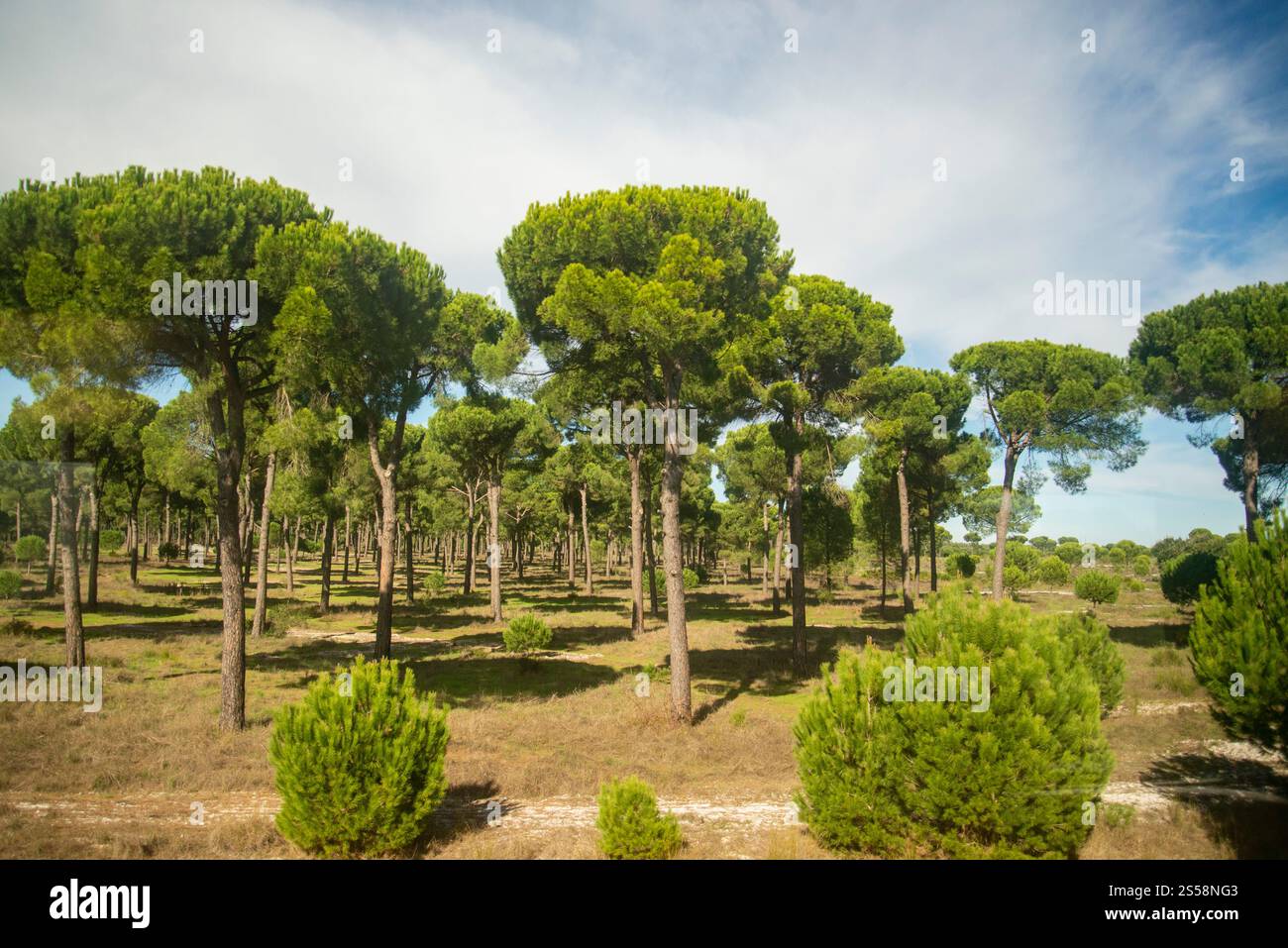 Le paysage et l'agriculture hors d'un train de la ville Evora dans l'Alentejo à lisbonne au Portugal. Portugal, Evora, octobre 2021 Banque D'Images