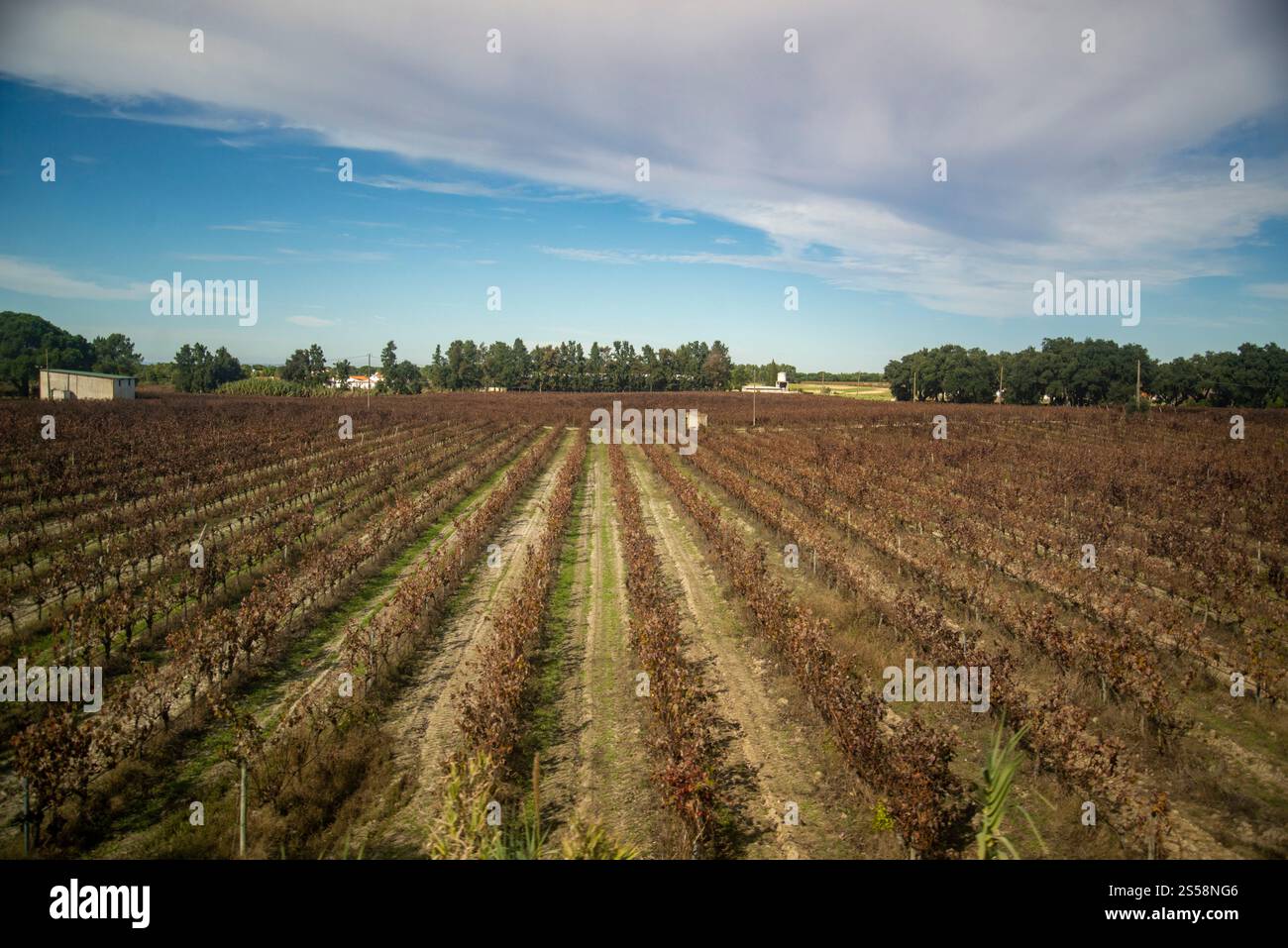 Le paysage et l'agriculture hors d'un train de la ville Evora dans l'Alentejo à lisbonne au Portugal. Portugal, Evora, octobre 2021 Banque D'Images