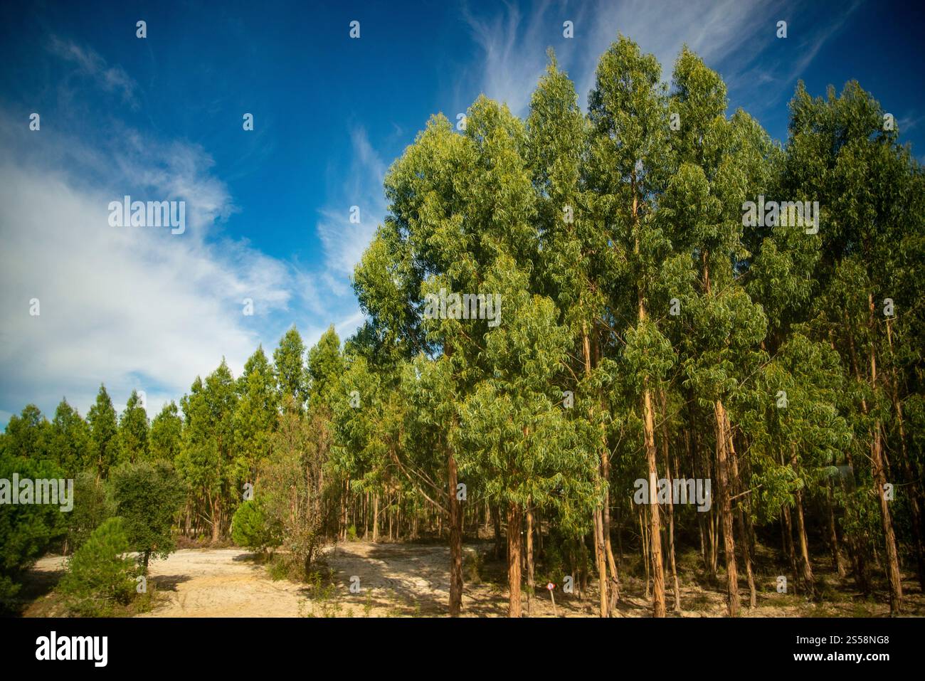 Le paysage et l'agriculture hors d'un train de la ville Evora dans l'Alentejo à lisbonne au Portugal. Portugal, Evora, octobre 2021 Banque D'Images