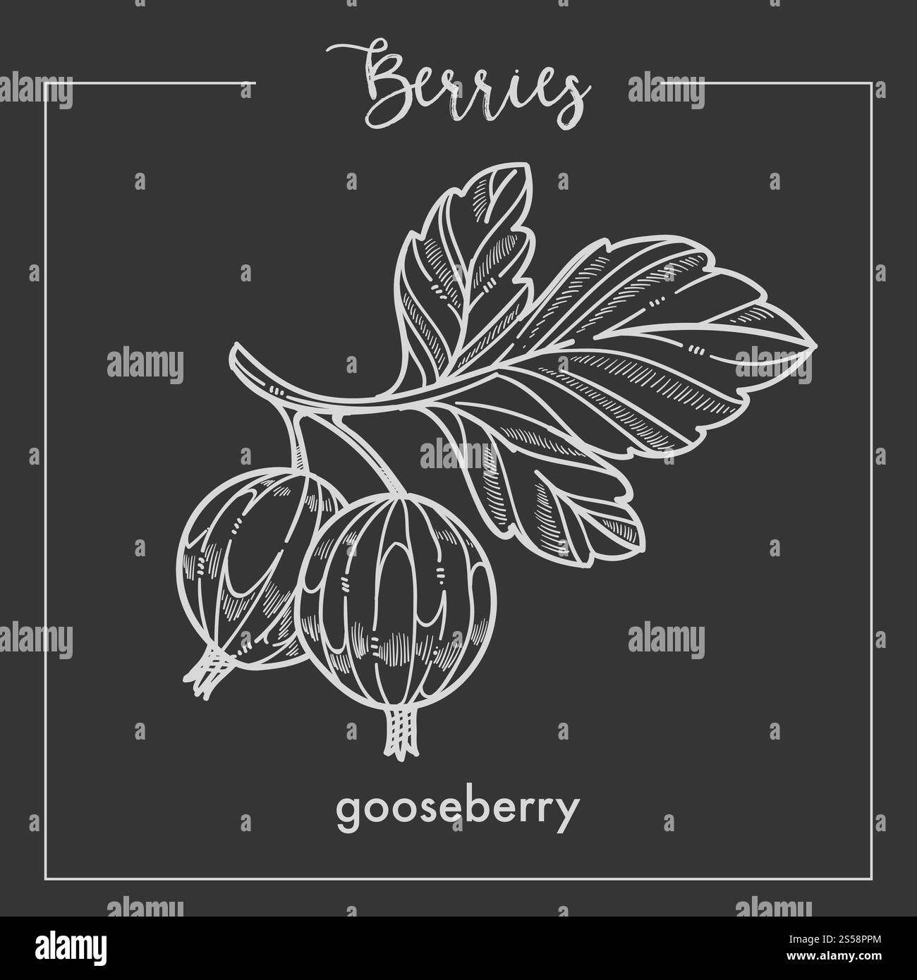 Groseille à maquereau sur la branche avec des feuilles monochromes Berry sepia sketch. Délicieux produit naturel plein de vitamines sur une brindille courte de l'illustration vectorielle plate de dessin animé isolé du buisson. Groseille à maquereau sur la branche avec des feuilles monochromes Berry sepia sketch. Illustration de Vecteur