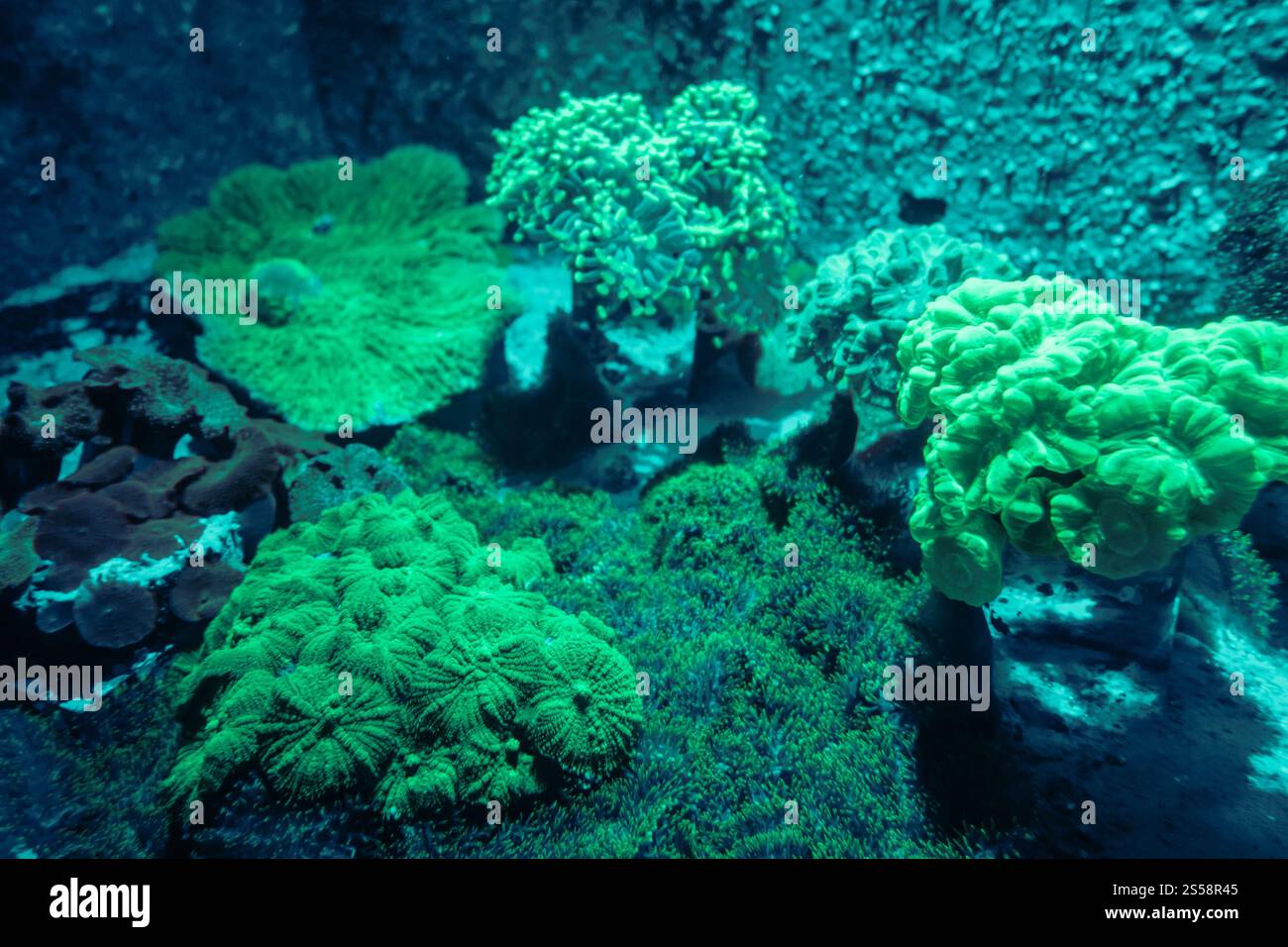 Anémone de mer sur un récif corallien tropical. Anémone de mer sur un récif corallien Banque D'Images