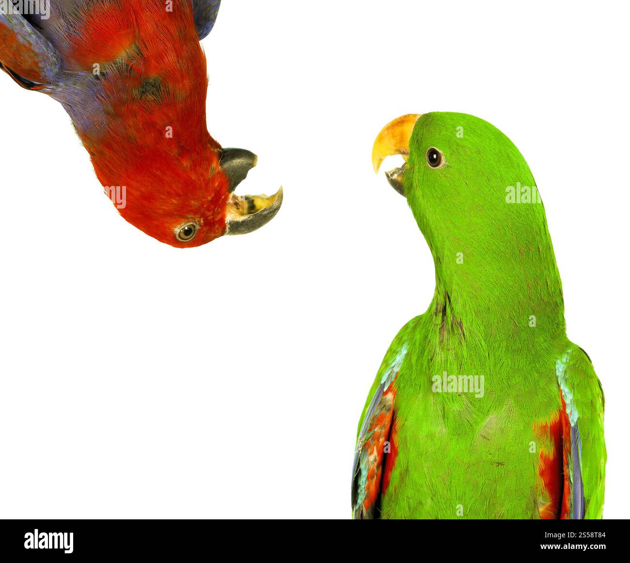 beaux perroquets d'aras bleus et jaunes. beaux perroquets d'aras rouges et verts Banque D'Images