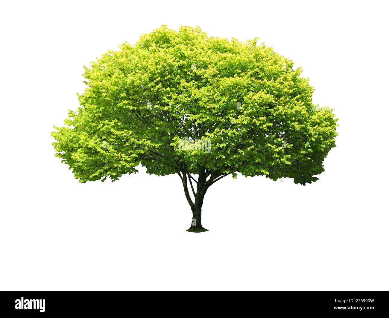 Arbre isolé sur un fond blanc. Arbre isolé Banque D'Images