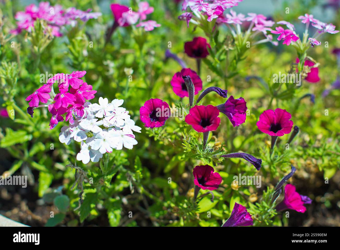 Joli jardin fleuri bien entretenu avec des azalées colorées. Joli jardin fleuri bien entretenu Banque D'Images
