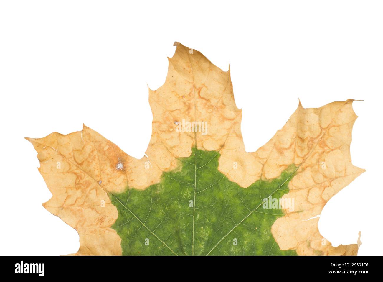 Feuille jaune solitaire d'un platane, isolée sur un fond blanc. Feuille jaune solitaire d'un platane Banque D'Images