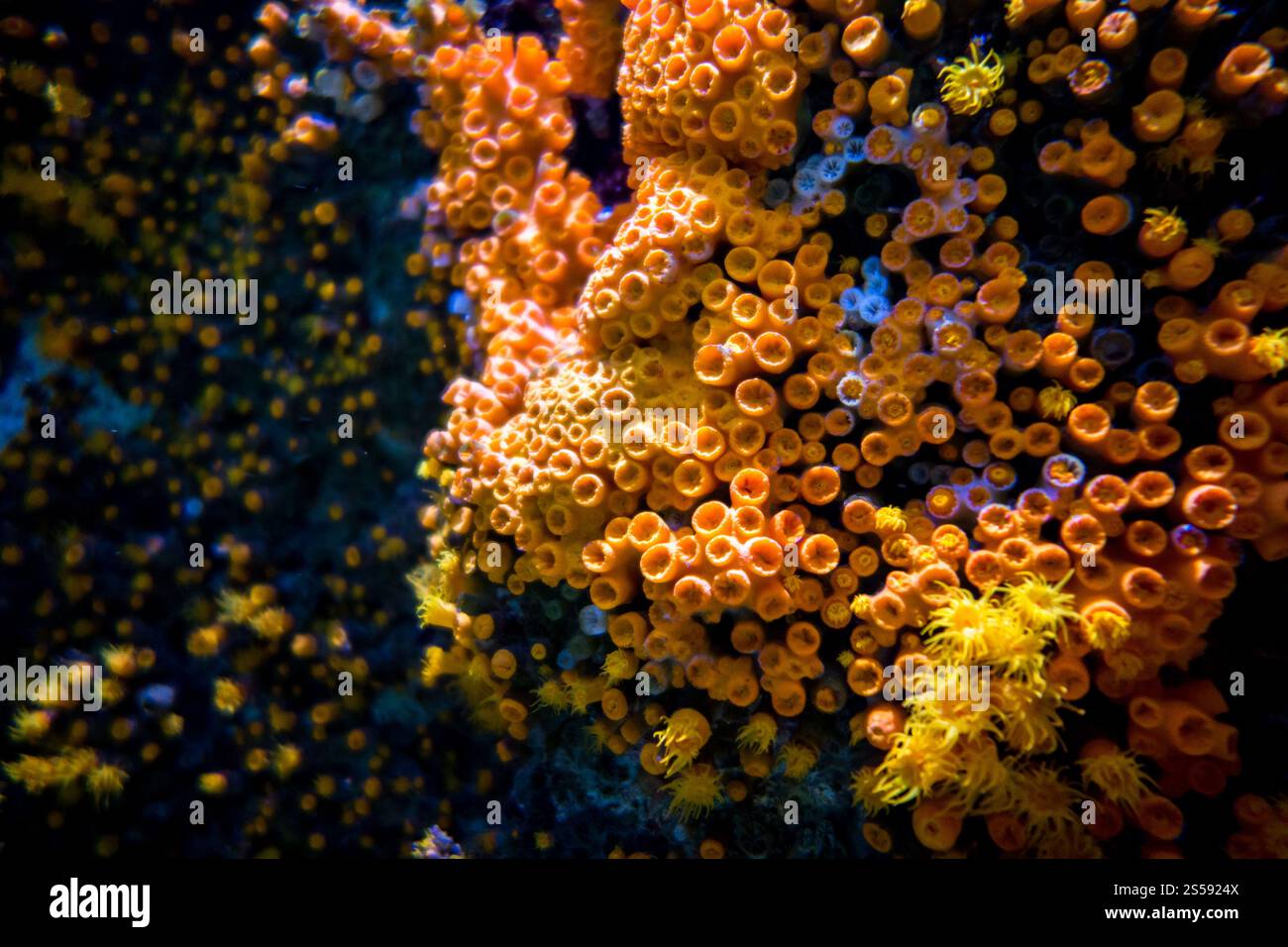 Anémone de mer orange sur un récif corallien tropical. Anémone de mer orange sur un récif corallien Banque D'Images