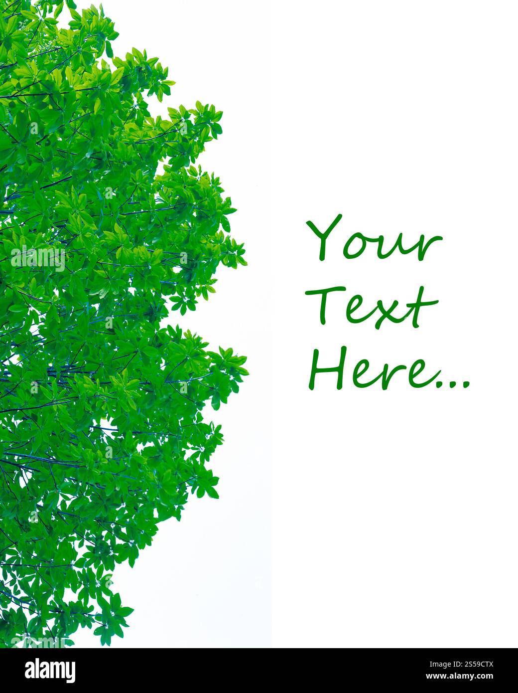 Cadre de feuilles vertes isolé sur fond blanc avec espace pour le texte. feuilles vertes isolées sur fond blanc avec espace pour le texte. Banque D'Images