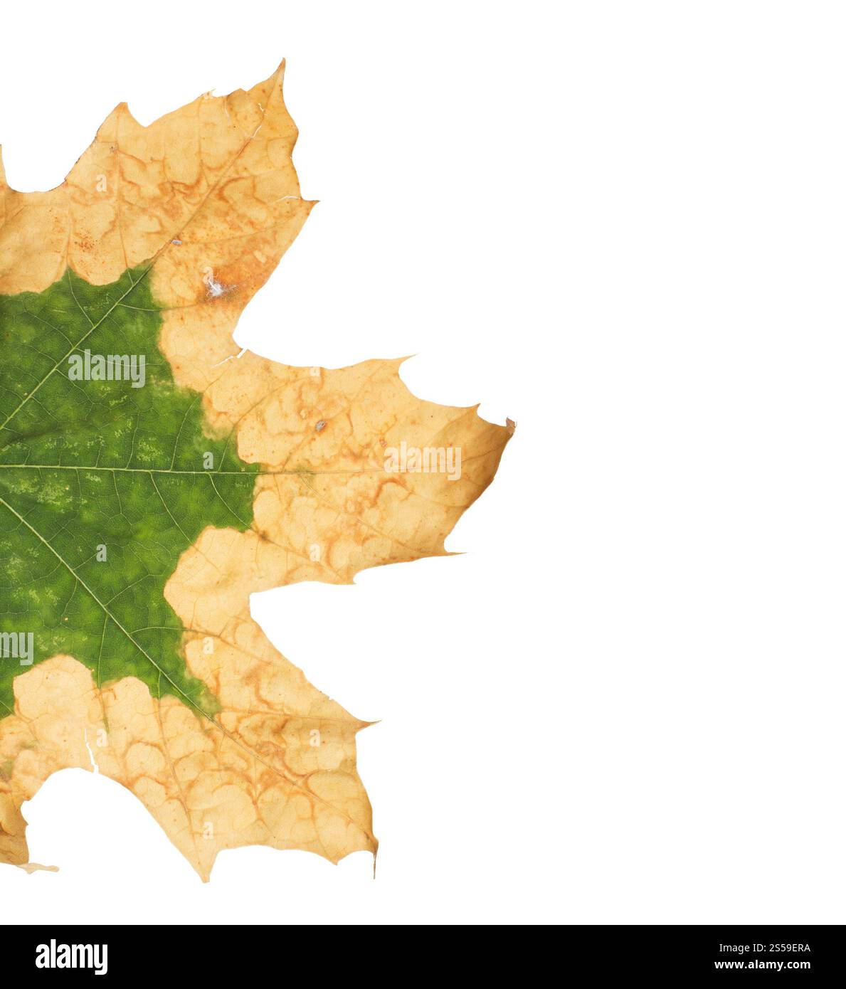 Feuille jaune solitaire d'un platane, isolée sur un fond blanc. Feuille jaune solitaire d'un platane Banque D'Images