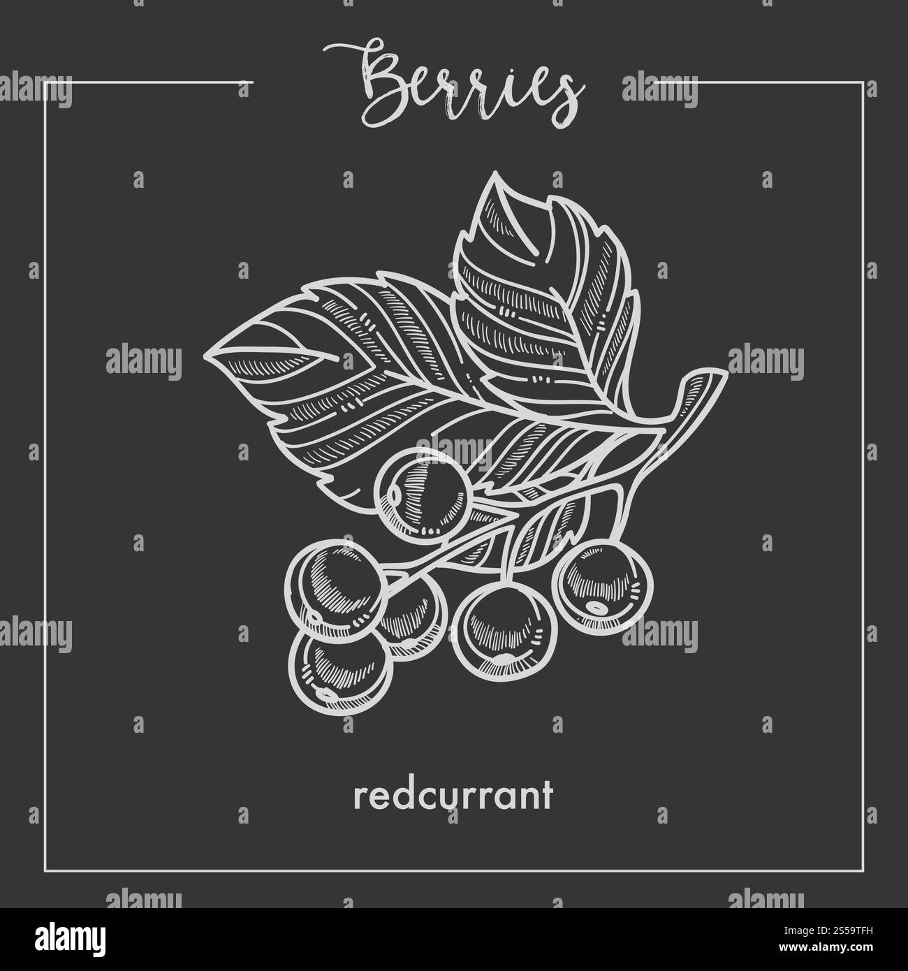 Groseille sur petite branche avec croquis de baies monochromes de feuilles. Fruit aigre du buisson plein de vitamine C sur l'affiche avec le nom de l'espèce illustration vectorielle plate de dessin animé isolé. Groseille sur petite branche avec croquis de baies monochromes de feuilles. Illustration de Vecteur