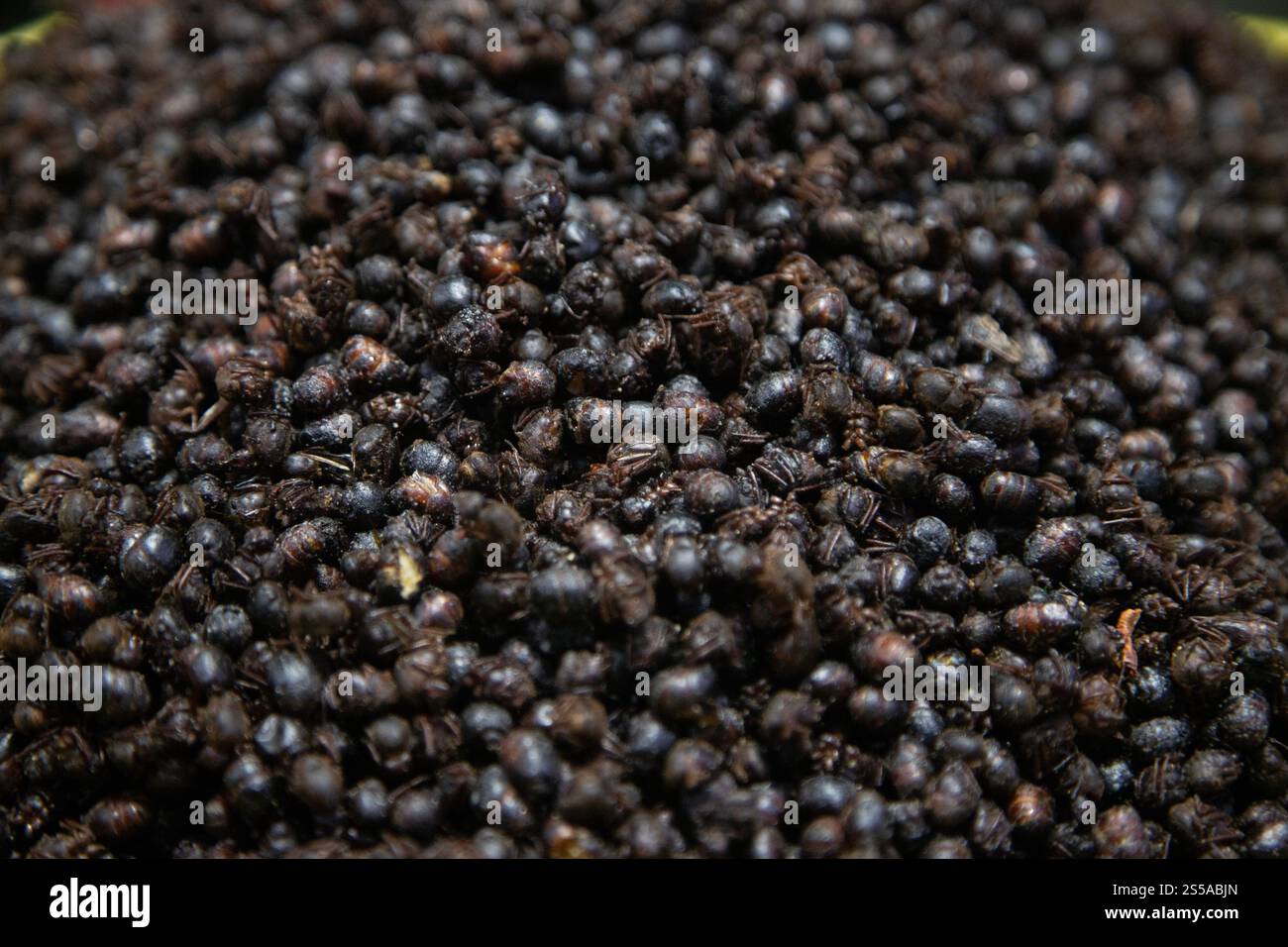 Les sauterelles sont des insectes comestibles utilisés dans la cuisine mexicaine dans la région de Oaxaca. Banque D'Images