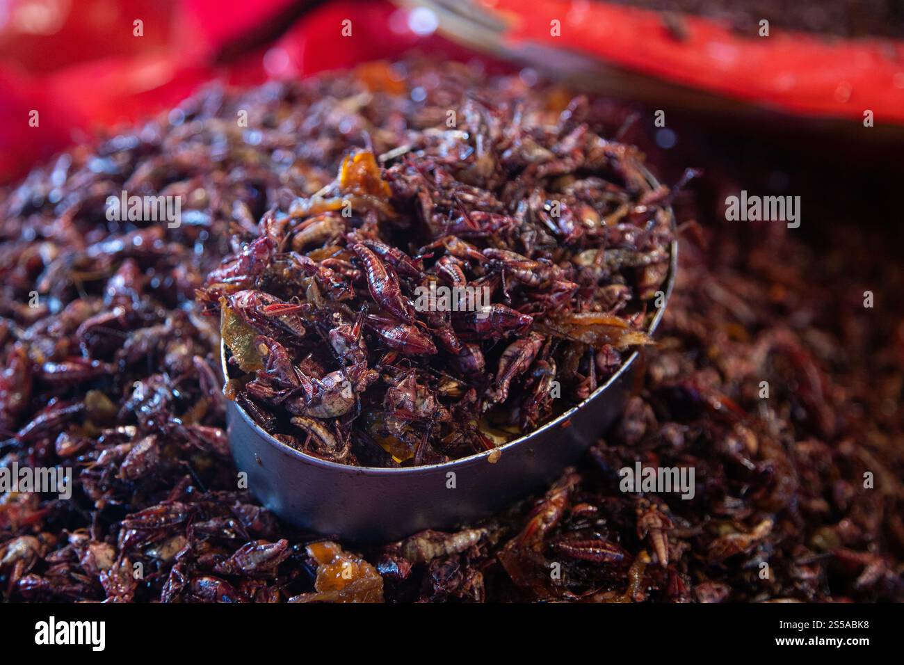 Les sauterelles sont des insectes comestibles utilisés dans la cuisine mexicaine dans la région de Oaxaca. Banque D'Images