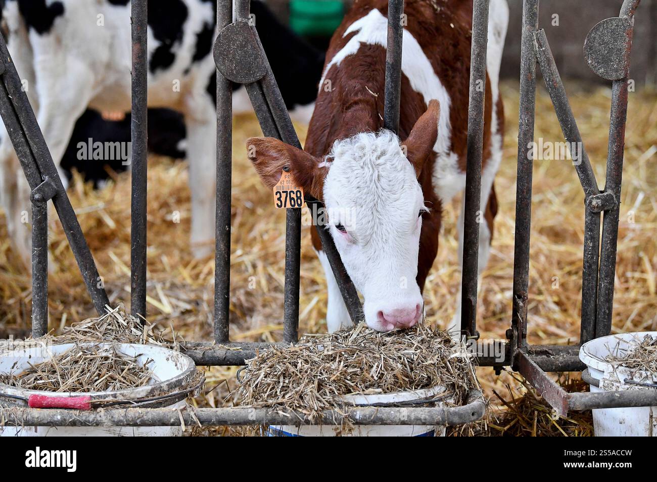 Élevage bovin : veau dans une étable. Veau avec étiquettes auriculaires, avec numéro d'identification de l'animal Banque D'Images