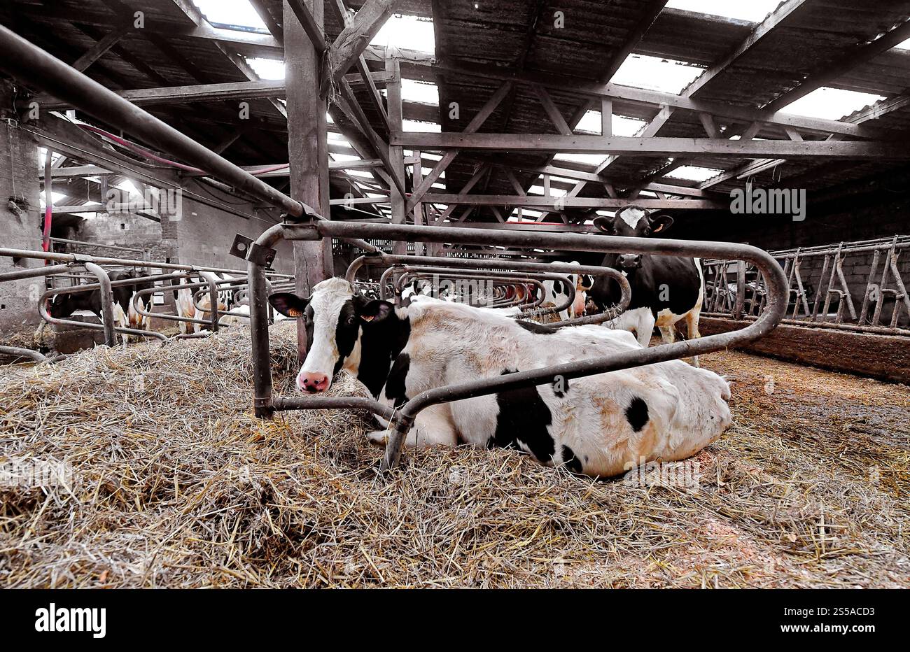 Vache laitière dans un étable, dans une ferme Banque D'Images