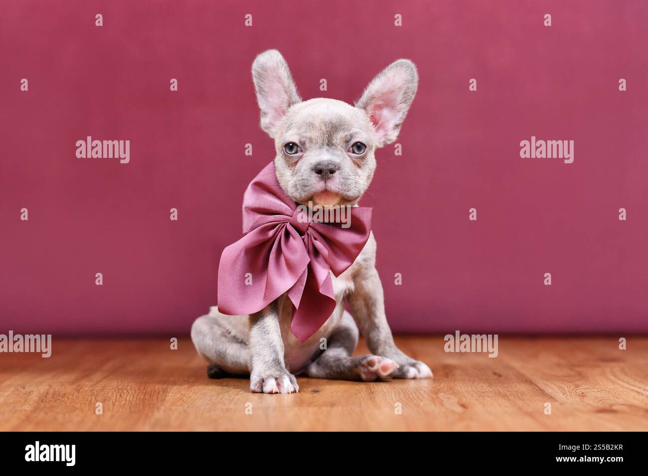Chiot chien bouledogue français Brindle de lilas mignon avec long nez sain et ruban devant le fond du studio Banque D'Images