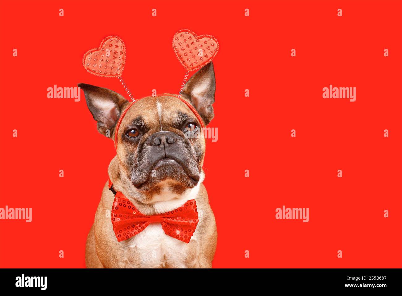 Chien bouledogue français mignon portant le bandeau de Saint-Valentin avec des coeurs et noeud papillon sur fond rouge Banque D'Images