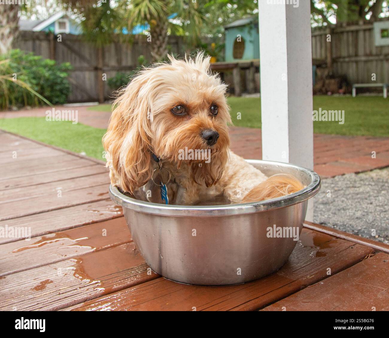 Crème jouet cavapoo baignant dans un seau en métal dans un jardin Banque D'Images